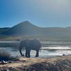 Zuid Afrika safari olifanten